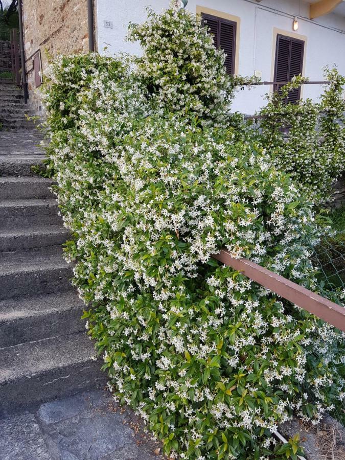 Вілла La Palma Miazzina Екстер'єр фото
